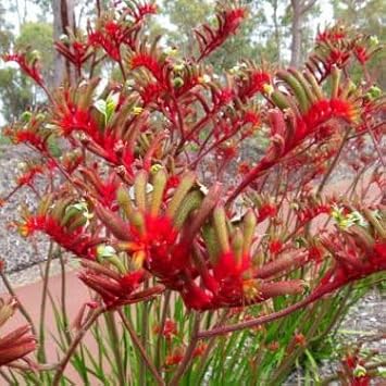 Heirloom Anigozanthos Flower Seeds, Non-GMO Kangaroo Paw Blooms for Exotic Garden Planting