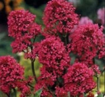 Red Jupiter Flower Seeds for Planting - 100 pcs