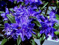 Japanese Azalea Rhododendron Flower - for planting in home garden