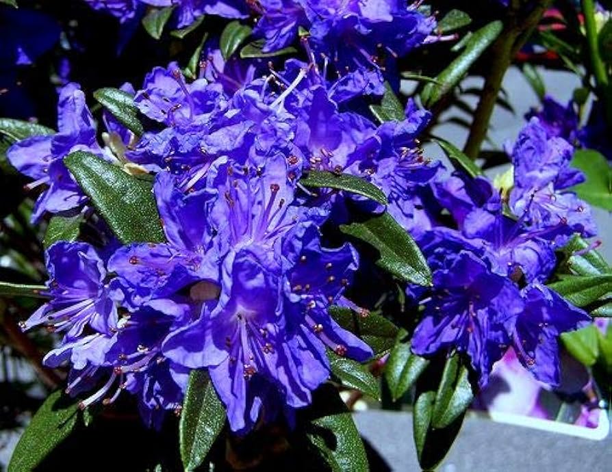 Japanese Azalea Rhododendron Flower - for planting in home garden