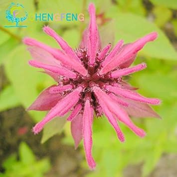 Monarda (Monarda scientific name) for planting in garden