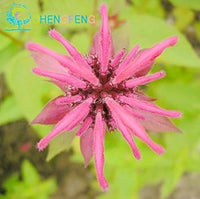 Monarda (Monarda scientific name) for planting in garden