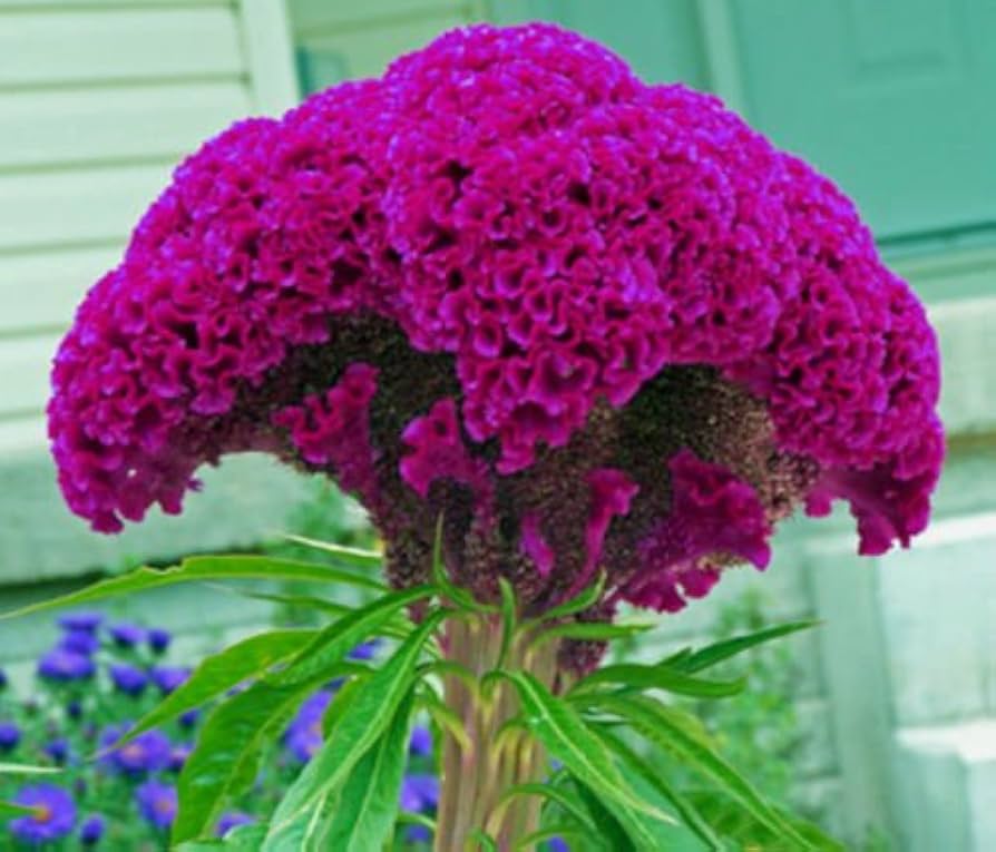 Massive (Purple Brain Celosia) for planting in garden