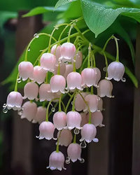 Lily of the Valley Brown Easy Grow Plant - for planting in home garden