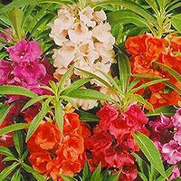 Balsamine Flower Seeds for Indoor & Garden Pots