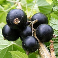 Grosella Negra Fruit Seeds for Planting - Rich, Blackberries for Home Garden, Heirloom Seeds