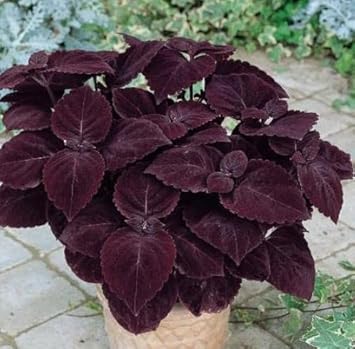 Heirloom Non-GMO Black Coleus Plant Seeds for Planting – Striking Foliage Garden Seeds