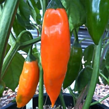 Orange-Green Amarillo Pepper Capsicum annuum seeds for garden planting