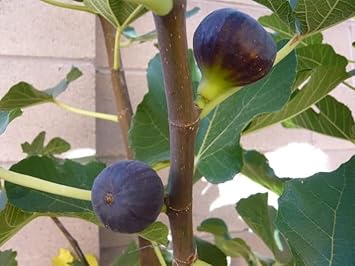 Madeira Fig Fruit Seeds - Non-GMO, Great for Home Orchard Planting , GMO Free Seeds