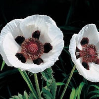 Perry White Oriental Poppy