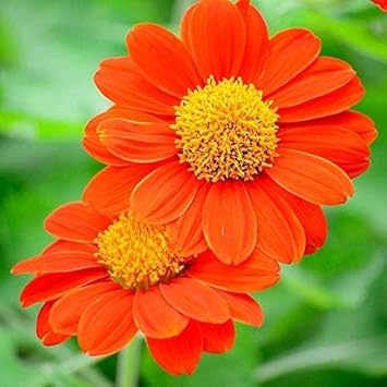 Heirloom Mexican Flower Seeds, Non-GMO Vibrant Blooms for Colorful Garden Planting for planting in home garden