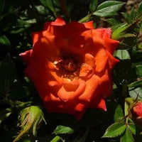 Orange Miniature Rose Heirloom Non-GMO Seeds for Planting – Vibrant Color