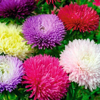 Mixed Asters Heirloom Non-GMO Seeds for Fall Planting