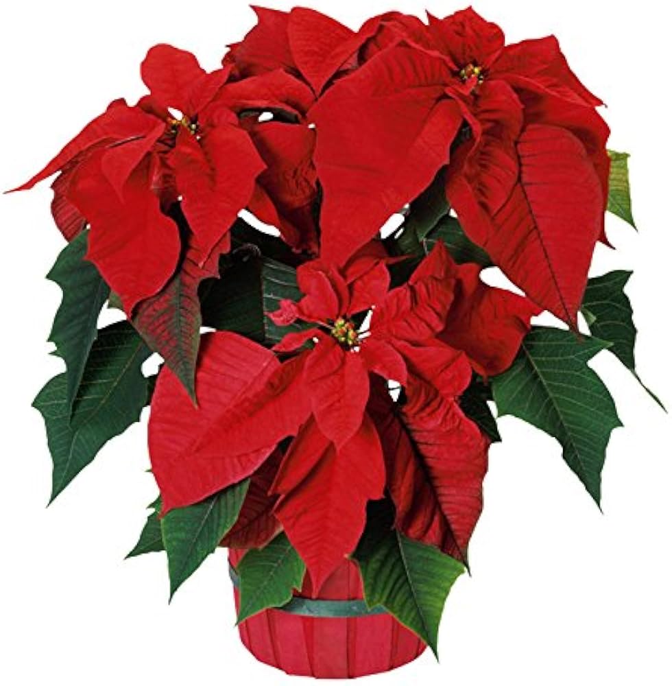 Poinsettia Flower Seeds for Planting ,Heirloom Seeds -100 - Flower for planting in home garden