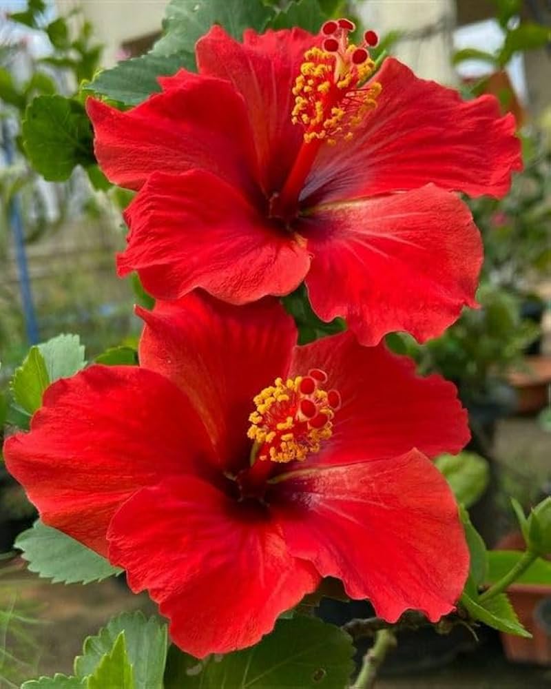Red Hibiscus Rosa-Sinensis Flower Seeds – Heirloom, Non-GMO Flower Seeds for Planting - Hibiscus for planting in home garden