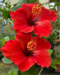 Red Hibiscus Rosa-Sinensis Flower Seeds – Heirloom, Non-GMO Flower Seeds for Planting - Hibiscus for planting in home garden