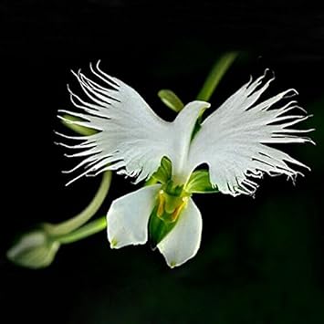 Radiata White Seeds for Planting – Organic, Heirloom, Non-GMO Flower Seeds