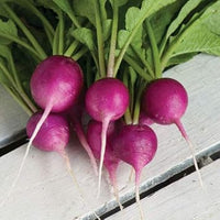 Radish Seeds for Planting, Violet, 100 pcs