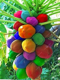 Mixed Papaya Fruit Seeds for Planting - Tropical, Sweet Papayas in a Mix of Varieties