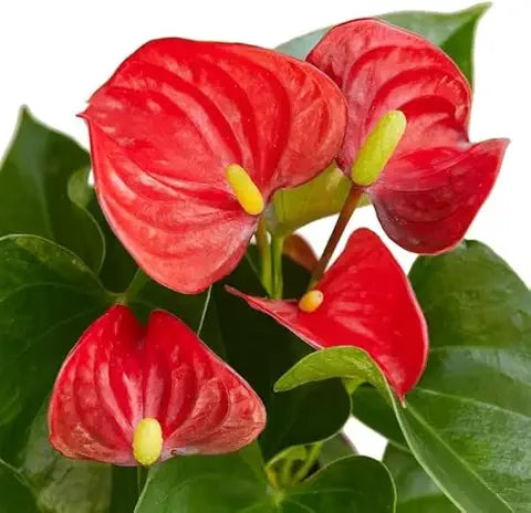 Anthurium Andraeanum Flower Seeds – Balcony & Garden