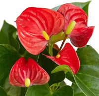 Anthurium Andraeanum Flower Seeds – Balcony & Garden