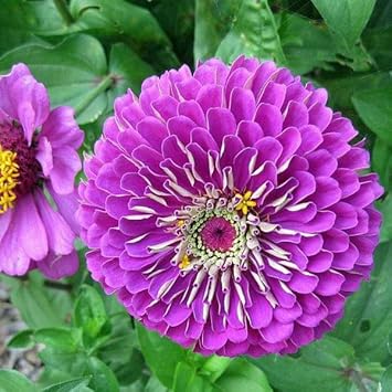Purple Zinnia Flower Seeds for Garden Planting for planting in home garden