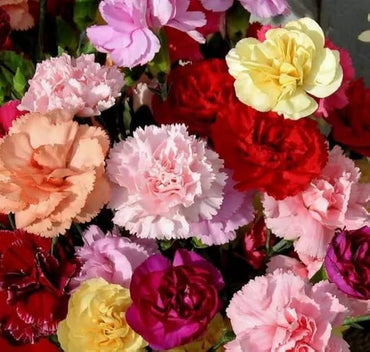 Carnation Mixed Colors Flower Seeds for Balcony and Garden Planting