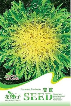 Green Yellow Endive Cichorium endivia seeds for garden planting