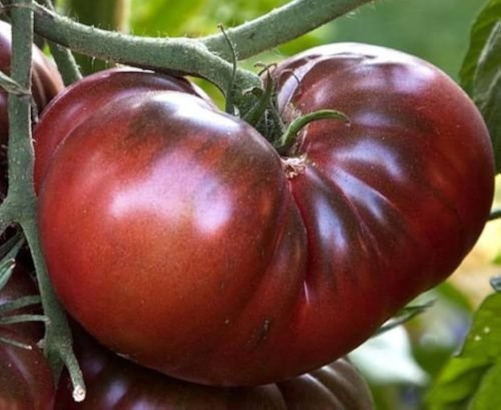 Chocolate Cherry tomato seeds – heirloom variety with sweet dark fruits