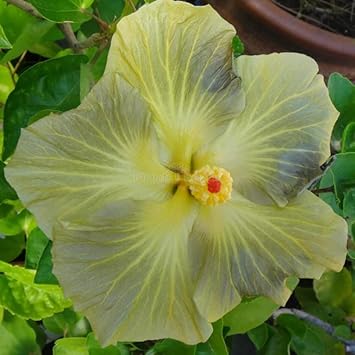 Light Grey Hibiscus Flower Seeds – Heirloom, Non-GMO Flower Seeds for Planting