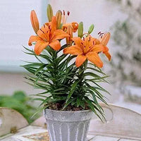 Perfume Lily Flower Seeds for Home & Garden