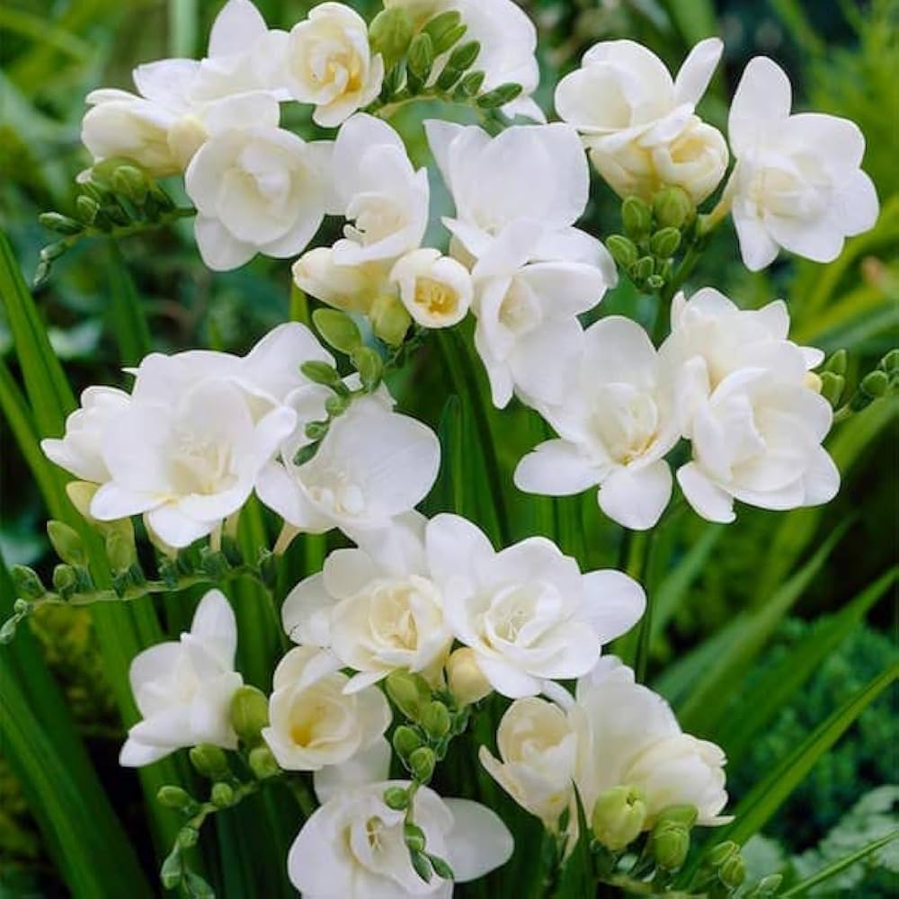 Freesia White Bulbs