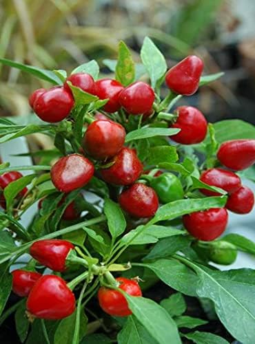 Chilli- Red Cherry Hot