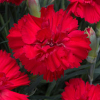 Double Red Carnation seeds for lush, double-petaled, red carnations that provide long-lasting beauty in garden beds or bouquets
