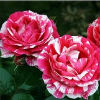 White & Pink Rose Mix Heirloom Non-GMO Seeds for Planting