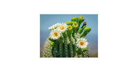 Green Saguaro Plant Seeds for Planting heirloom & Non-GMO Seeds