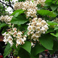 Heirloom Non-GMO Catalpa Flower Seeds – Ornamental Shade Tree with Fragrant Blooms - Non-GMO for planting in home garden