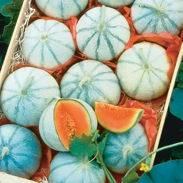 Savor – Melon Seed