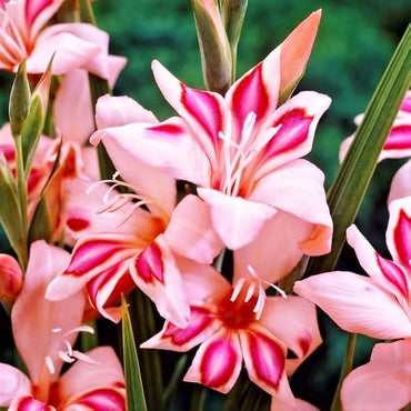 Impressive Hardy Gladiolus