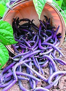 Purple Bush Bean Vegetable Seeds for Planting heirloom & Non-GMO Seeds