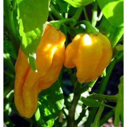 Chilli- Yellow Bhutlah