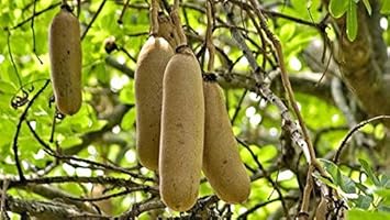 Brown Sausage Fruit Seeds for Planting - Unique Brown Sausage Fruit for Home Gardens 100 pcs