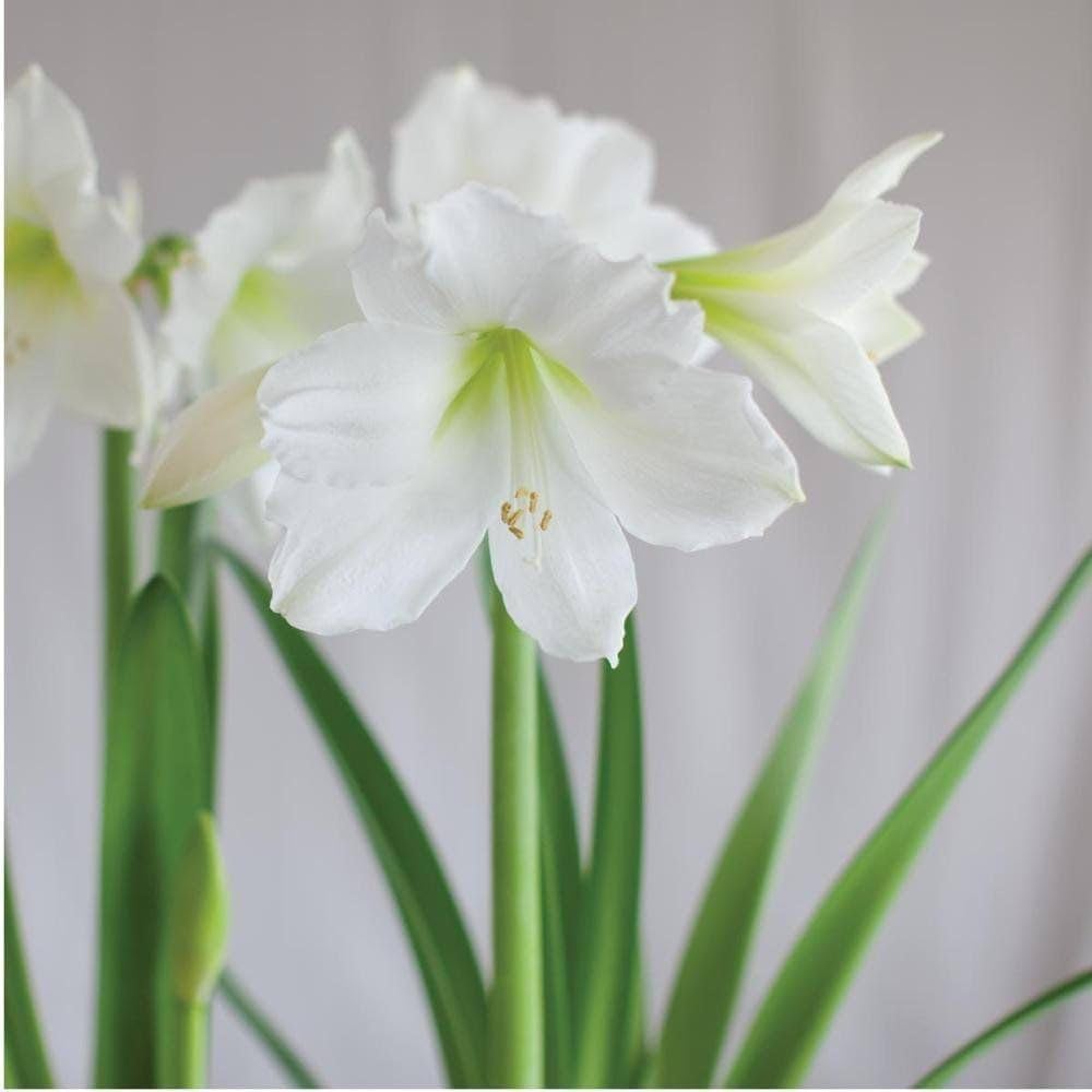 White Sunrise Amaryllis (Hippeastrum) grown from bulbs with large, trumpet-shaped white blooms