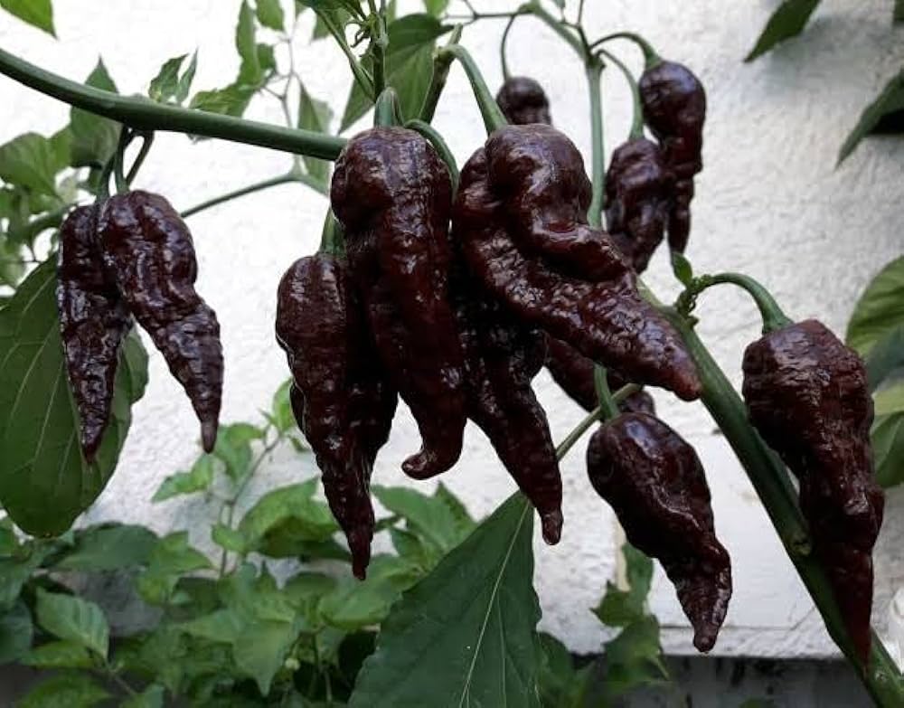 Bhutlah BBG7 Chocolate Bubblegum pepper plant grown from seeds with dark brown pods and extreme heat