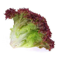 Lettuce Lollo Rossa Vegetable Seeds