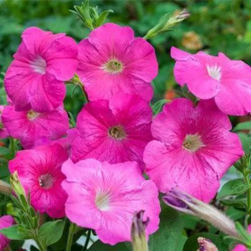 Petunia- Rose of Heaven
