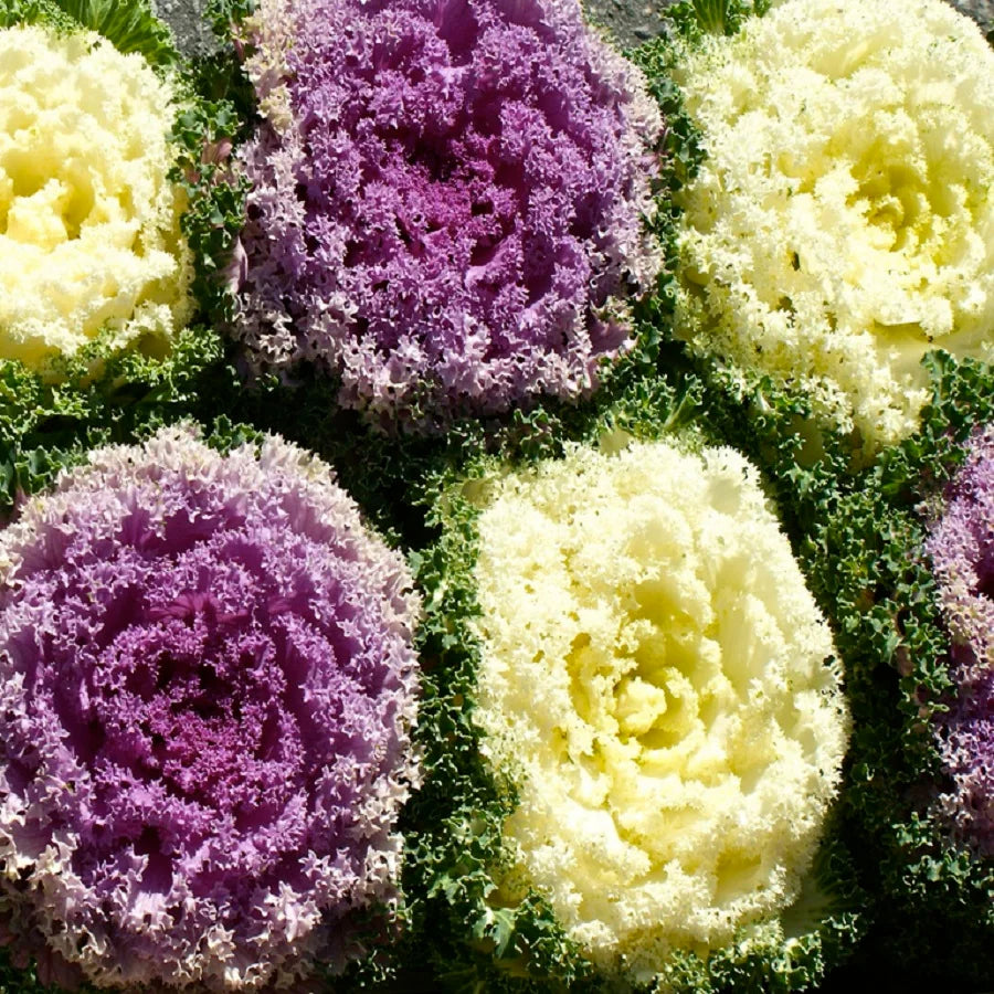 Ornamental Kale- Fringed Mix