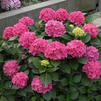 Heirloom Pink Hydrangea Flower Seeds, Non-GMO Vibrant Blooms for Planting