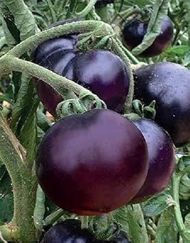 Tomato Seeds for Planting, Violet, 100 pcs