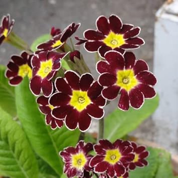 Organic Heirloom Non-GMO Maroon Yellow Primrose Seeds for Planting – Garden Blooms